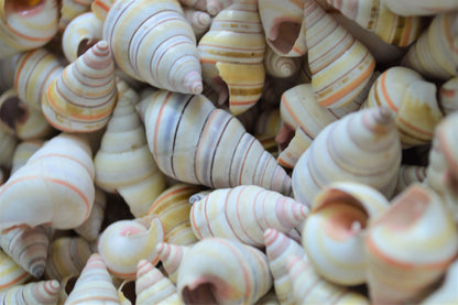 Rare RAINBOW Candy Cane Snail Seashells 3/4-1.5" Tree Snail- Sea Shells-Beach Craft Supplies-Seashells Bulk-Striped Tree Snails