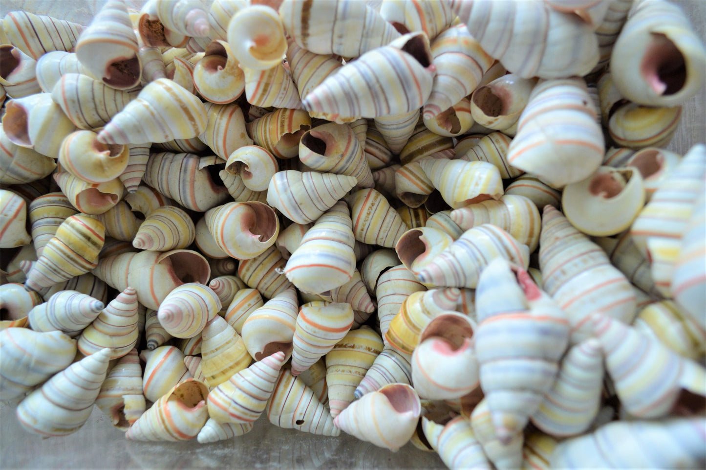 Rare RAINBOW Candy Cane Snail Seashells 3/4-1.5" Tree Snail- Sea Shells-Beach Craft Supplies-Seashells Bulk-Striped Tree Snails