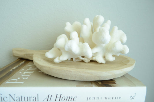 CATS PAW CORAL White *All Sizes* Authentic Natural Real Sea Fossil Coastal Décor