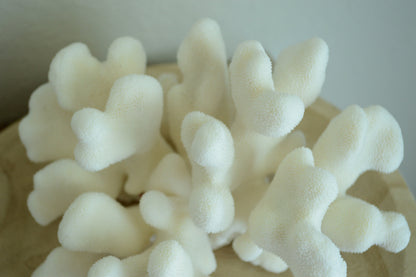 CATS PAW CORAL White *All Sizes* Authentic Natural Real Sea Fossil Coastal Décor