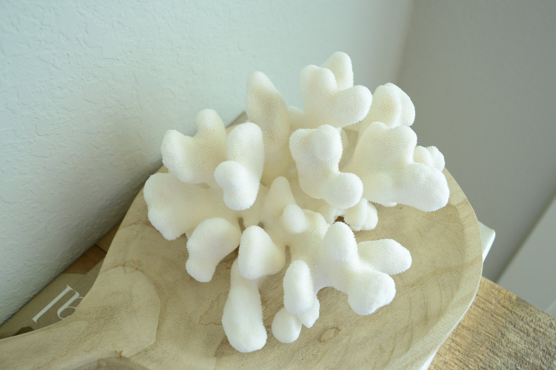 CATS PAW CORAL White *All Sizes* Authentic Natural Real Sea Fossil Coastal Décor