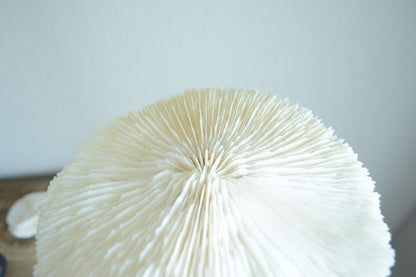 MUSHROOM Bone White Coral *All Sizes* Authentic Natural Real Sea Fossil Coastal Décor