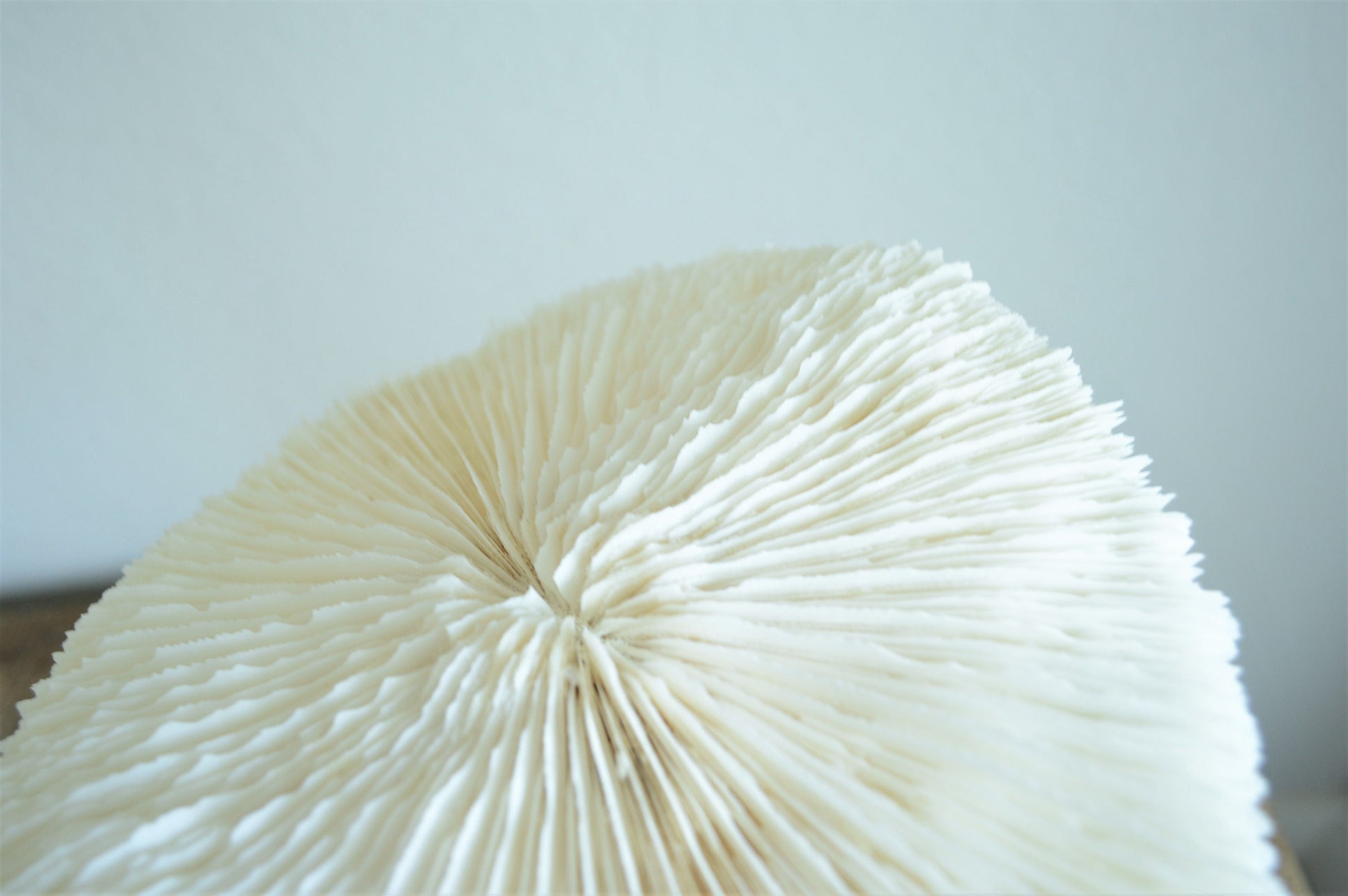 Genuine Sea MUSHROOM CORAL 2-8" You pick Size, Ocean Reef Aquarium Coastal Beach Ocean Décor Nautical White/Bone Color