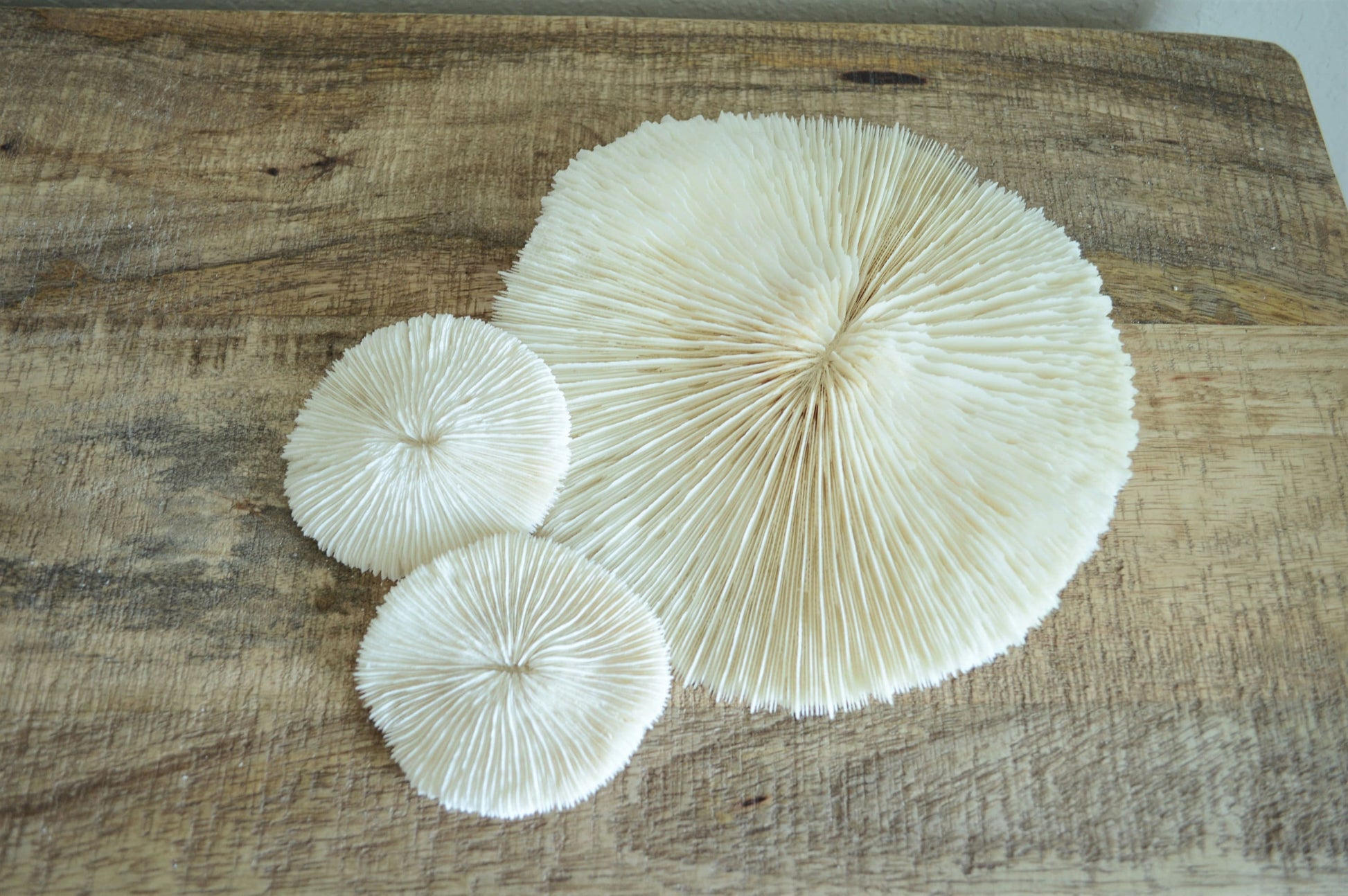 Genuine Sea MUSHROOM CORAL 2-8" You pick Size, Ocean Reef Aquarium Coastal Beach Ocean Décor Nautical White/Bone Color