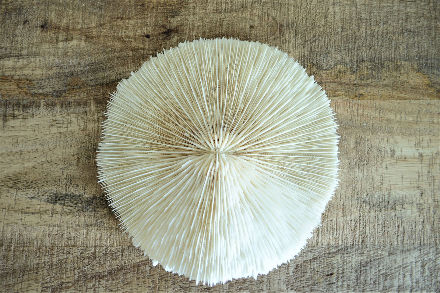 Genuine Sea MUSHROOM CORAL 2-8" You pick Size, Ocean Reef Aquarium Coastal Beach Ocean Décor Nautical White/Bone Color