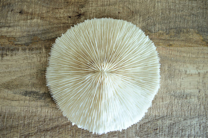MUSHROOM Bone White Coral *All Sizes* Authentic Natural Real Sea Fossil Coastal Décor