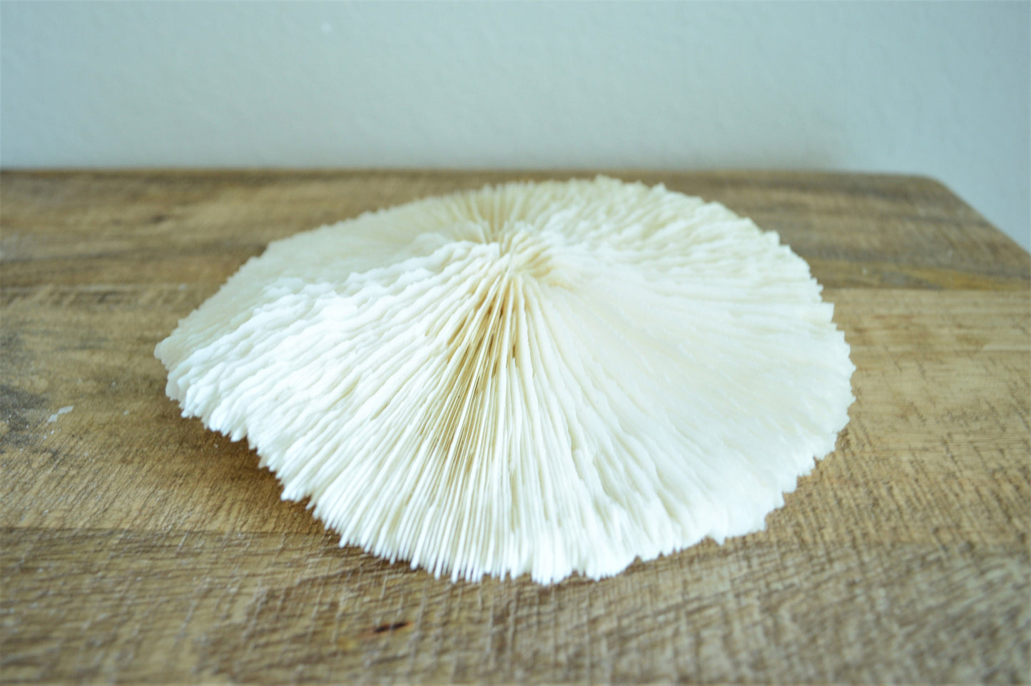 Genuine Sea MUSHROOM CORAL 2-8" You pick Size, Ocean Reef Aquarium Coastal Beach Ocean Décor Nautical White/Bone Color