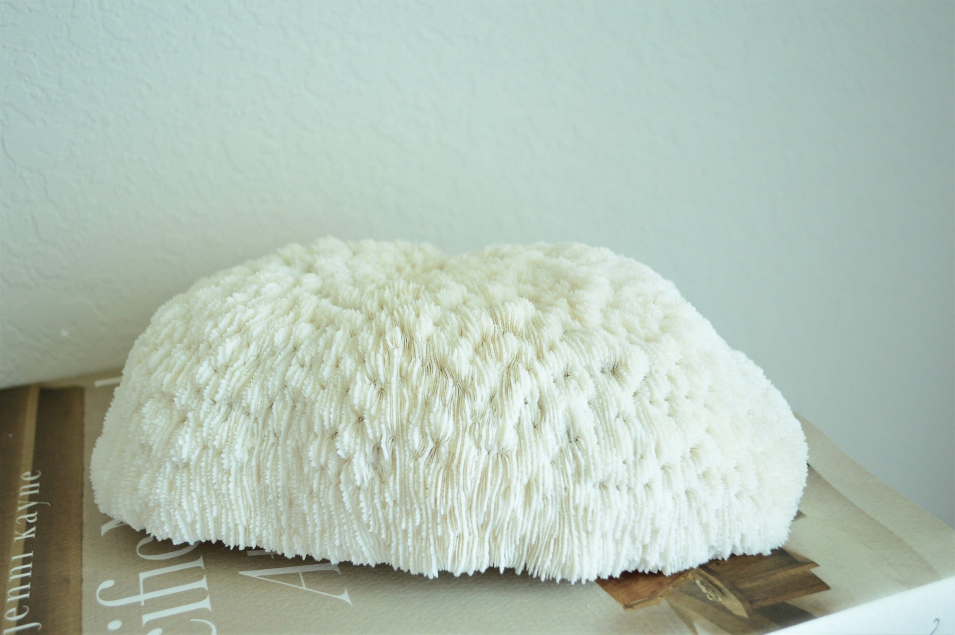 BOWL CORAL White *All Sizes* Authentic Natural Real Sea Fossil Coastal Décor