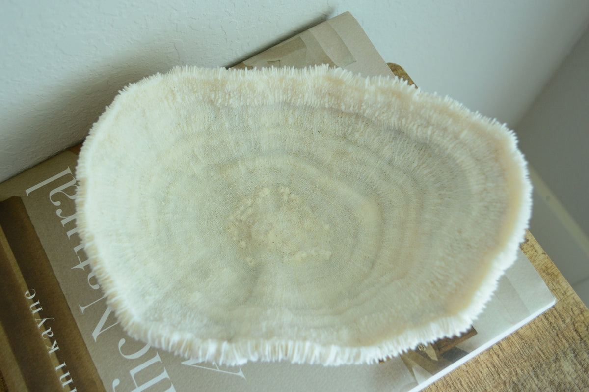 BOWL CORAL White *All Sizes* Authentic Natural Real Sea Fossil Coastal Décor