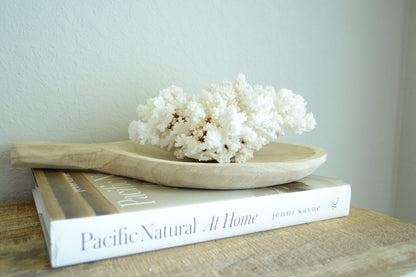 Genuine Sea BROWN STEM CORAL *You choose size* Ocean Reef Aquarium Coastal Beach Ocean Décor Nautical