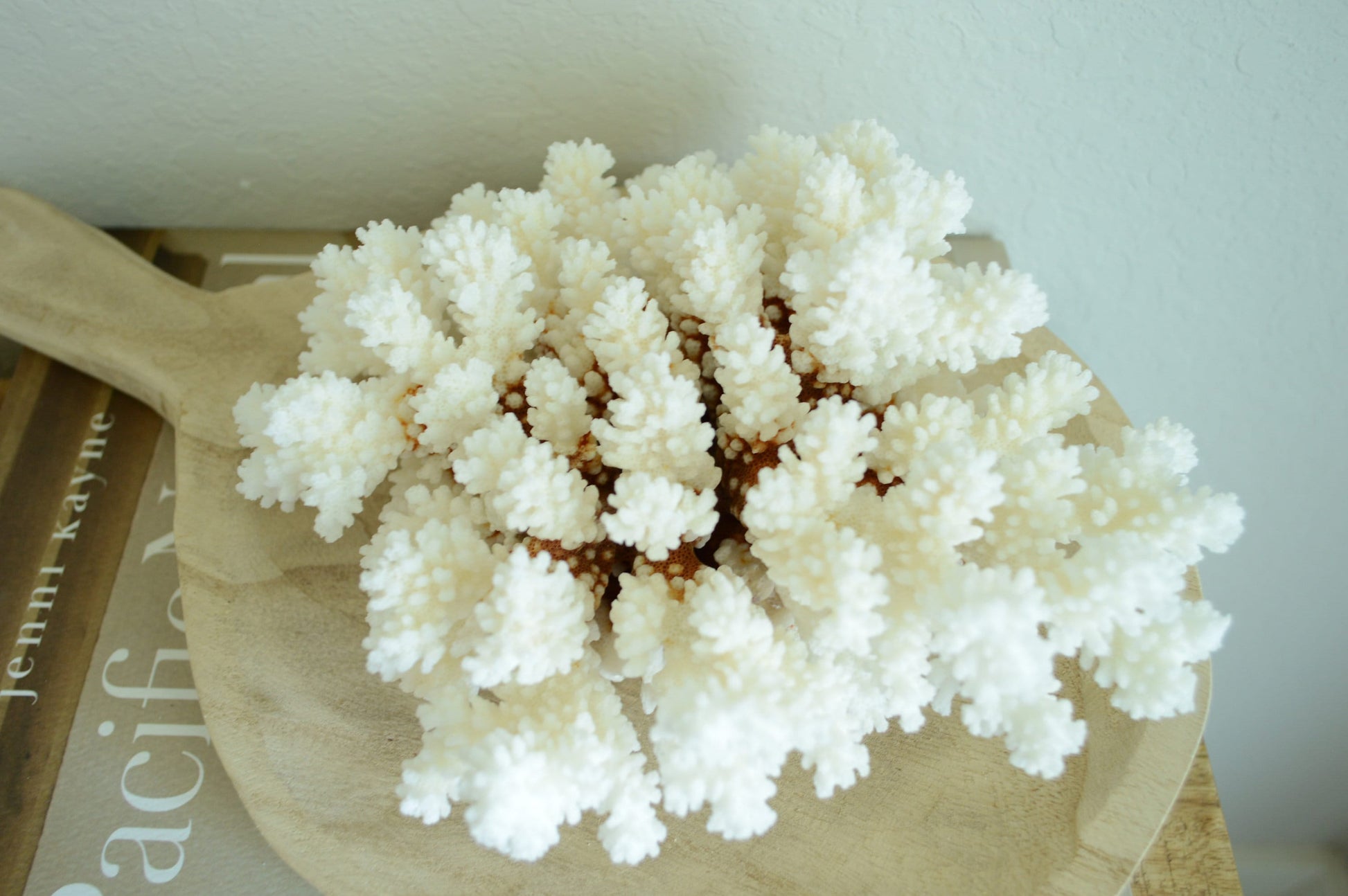 Genuine Sea BROWN STEM CORAL *You choose size* Ocean Reef Aquarium Coastal Beach Ocean Décor Nautical