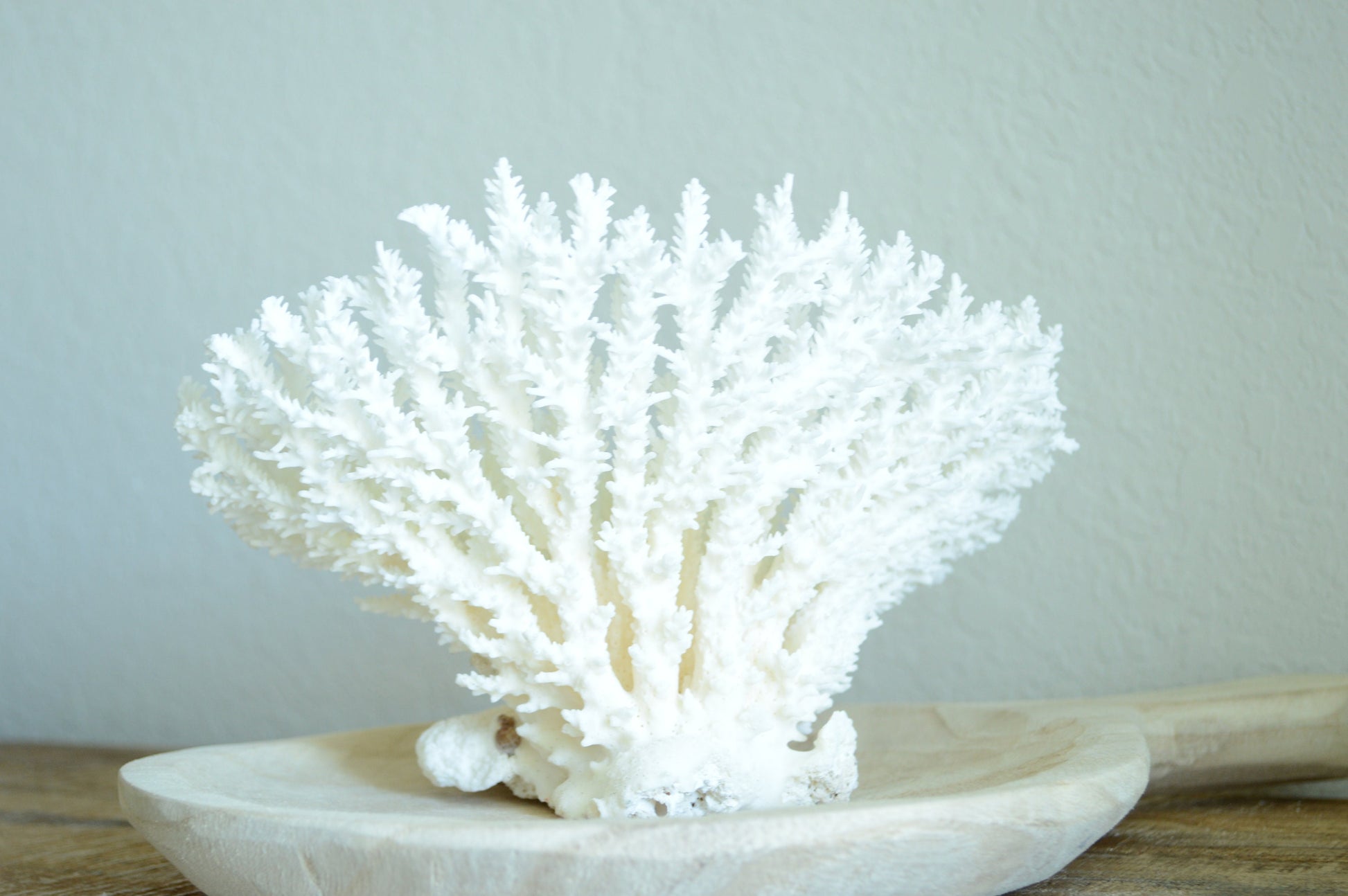 Genuine Sea TABLE CORAL 5-13" You Choose Size-Ocean Reef Aquarium Coastal Beach Ocean Décor Nautical White