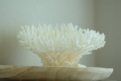 TABLE CORAL White *All Sizes* Authentic Natural Real Sea Fossil Coastal Décor