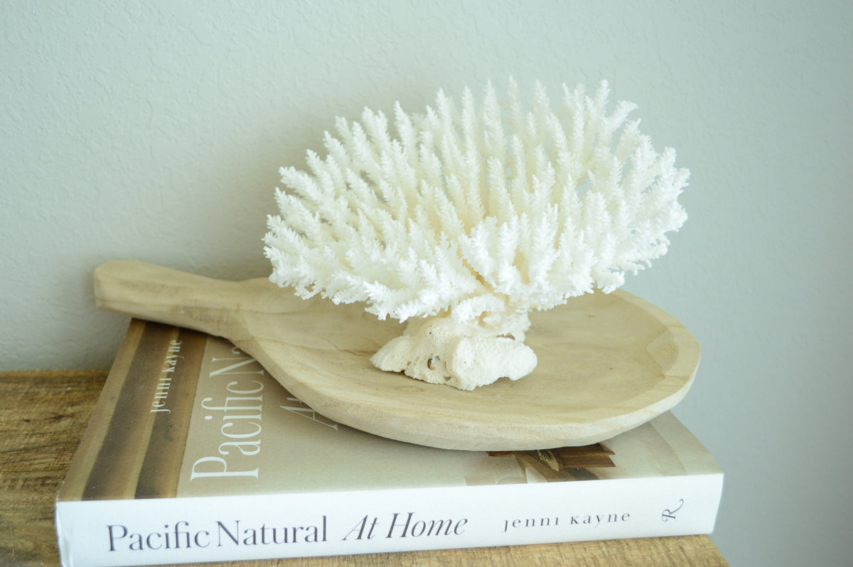 TABLE CORAL White *All Sizes* Authentic Natural Real Sea Fossil Coastal Décor
