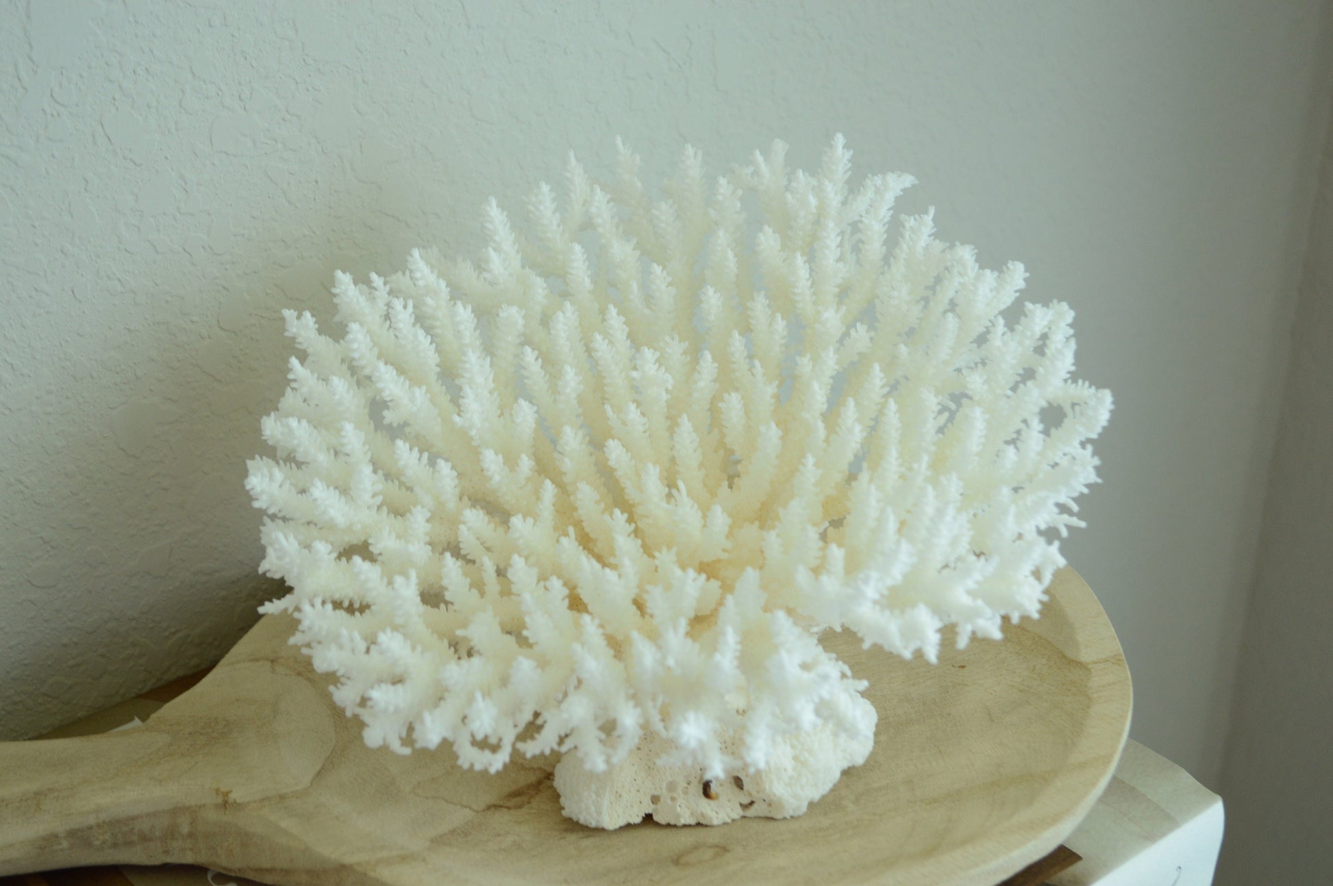 Genuine Sea TABLE CORAL 5-13" You Choose Size-Ocean Reef Aquarium Coastal Beach Ocean Décor Nautical White