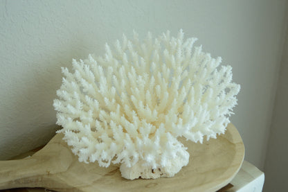 TABLE CORAL White *All Sizes* Authentic Natural Real Sea Fossil Coastal Décor