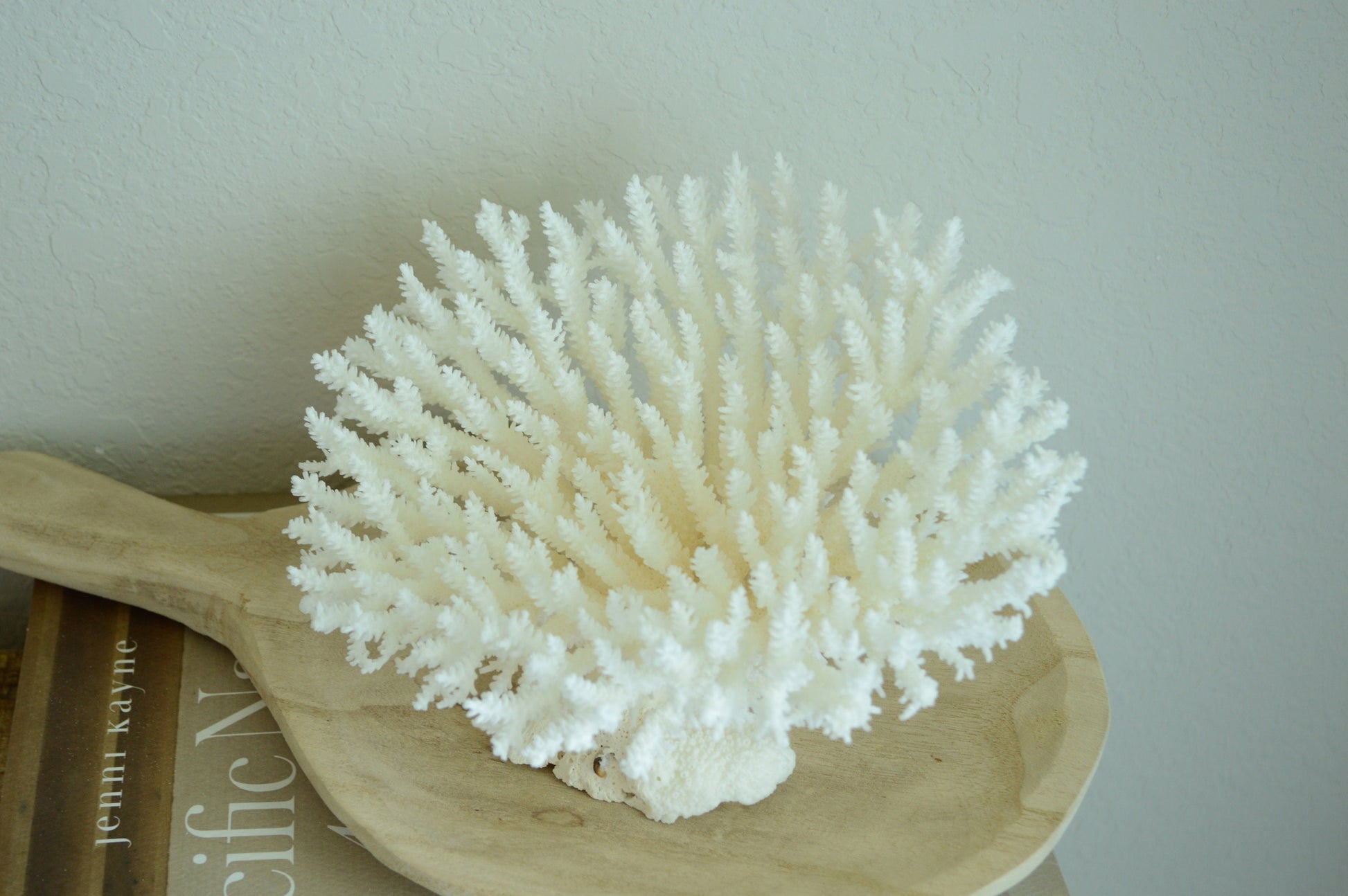 TABLE CORAL White All Sizes Authentic Natural Real Sea Fossil Coastal Décor Ocean Beach House Organic Sustainable Nature Art Showpiece