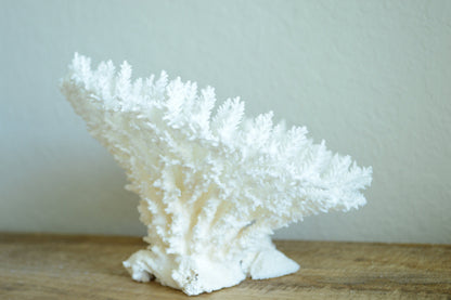 Genuine Sea TABLE CORAL 5-13" You Choose Size-Ocean Reef Aquarium Coastal Beach Ocean Décor Nautical White