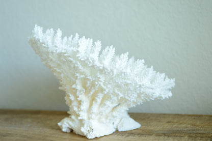 TABLE CORAL White *All Sizes* Authentic Natural Real Sea Fossil Coastal Décor