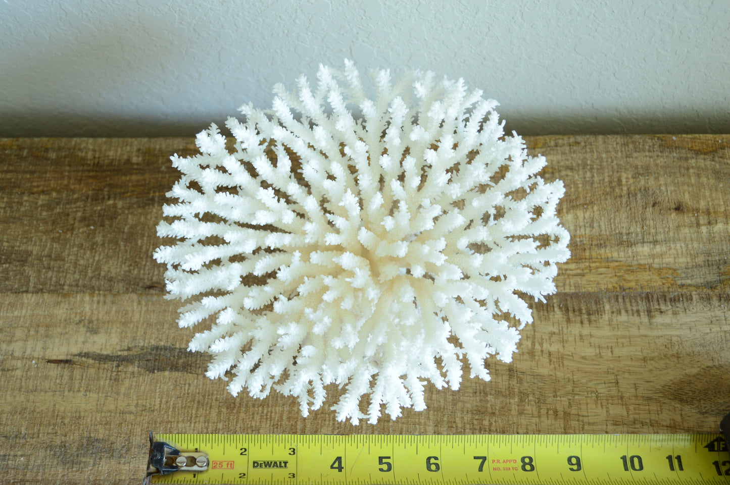 Genuine Sea TABLE CORAL 5-13" You Choose Size-Ocean Reef Aquarium Coastal Beach Ocean Décor Nautical White