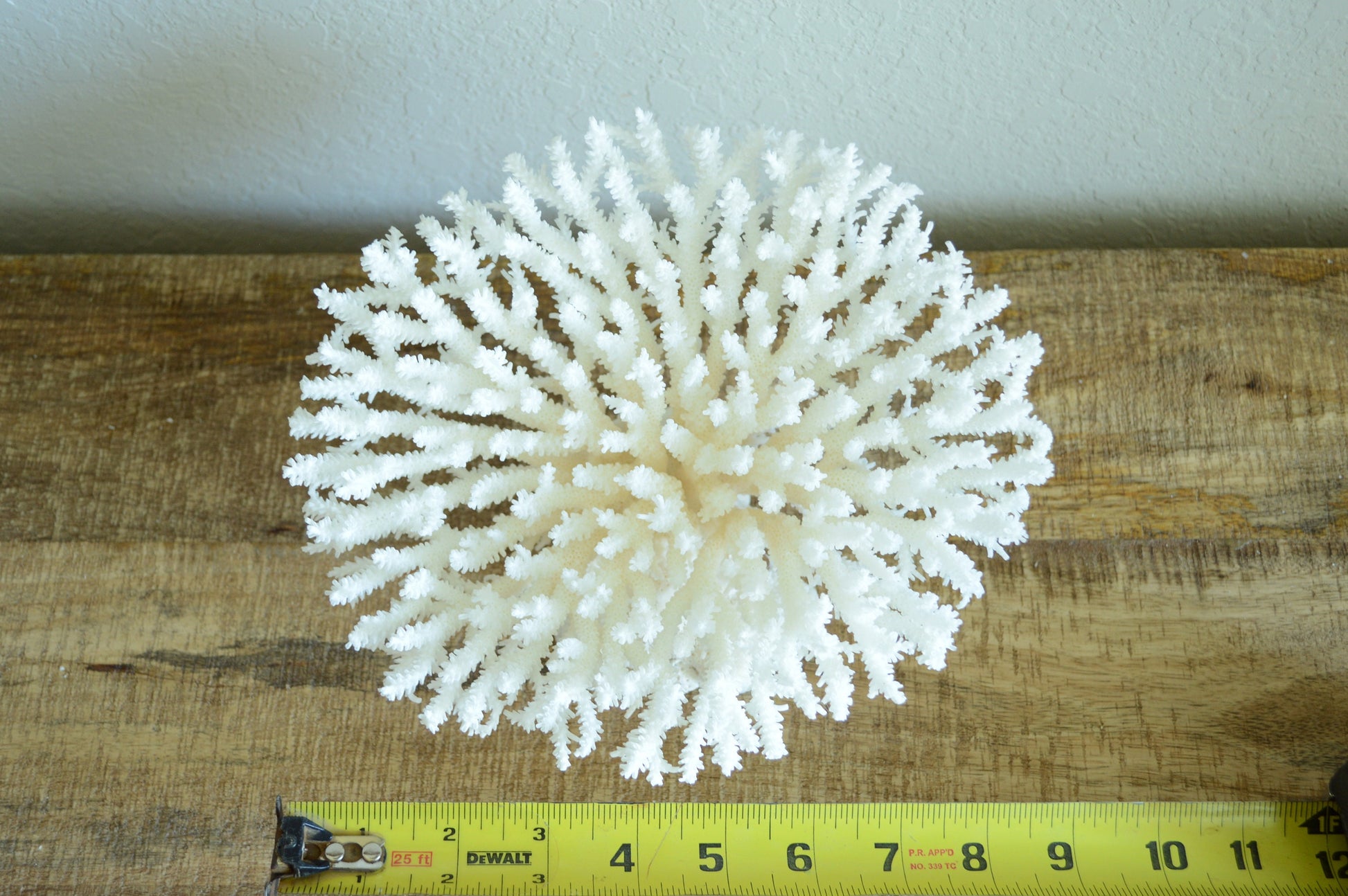 Genuine Sea TABLE CORAL 5-13" You Choose Size-Ocean Reef Aquarium Coastal Beach Ocean Décor Nautical White