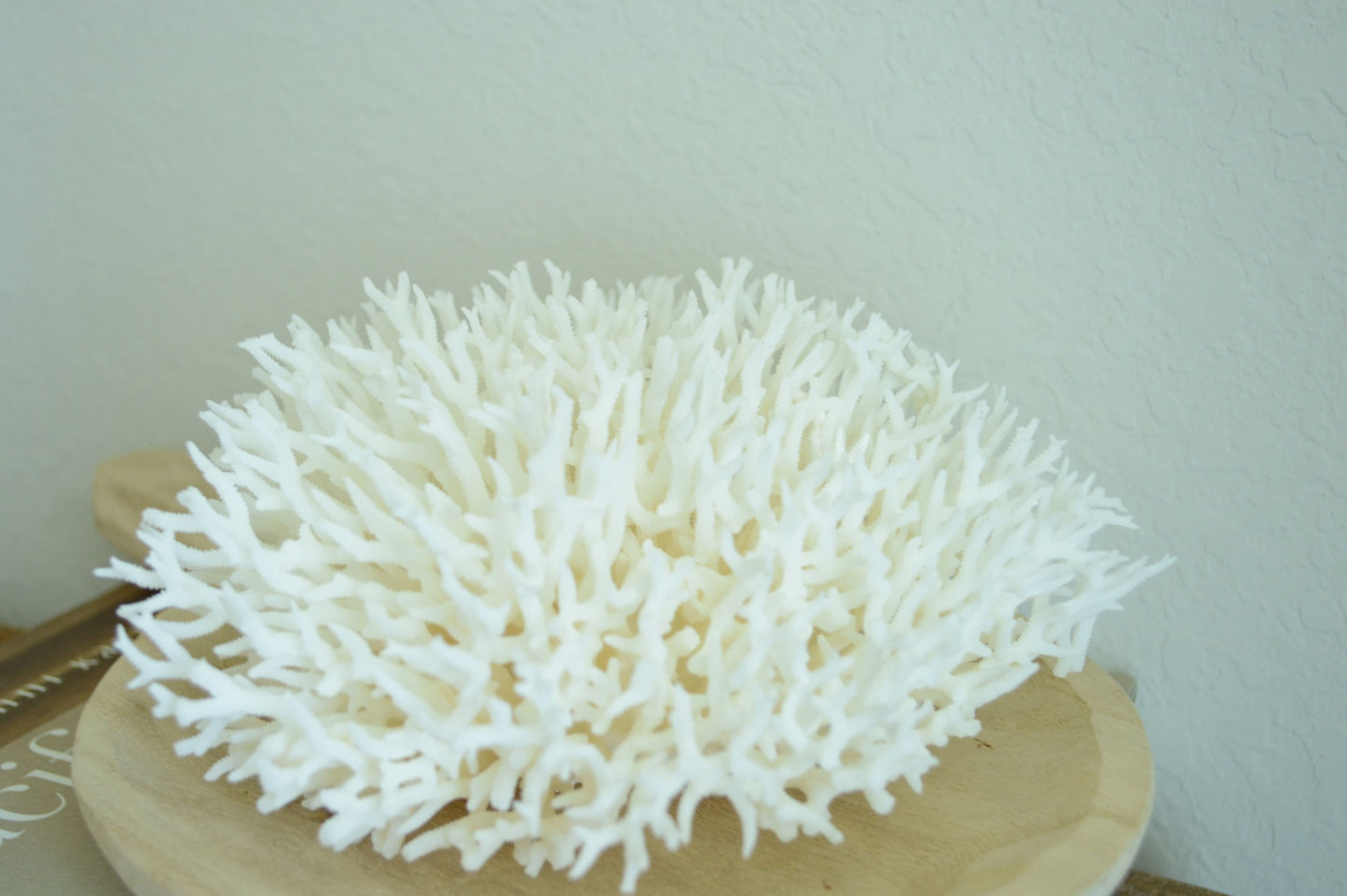 Genuine Sea BIRDSNEST CORAL 4-12" You choose size Ocean Reef 100% Real Coastal Beach Ocean Décor Nautical Natural Gift Wedding White Birds