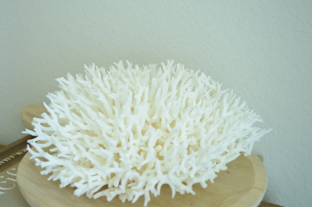BIRDSNEST Coral White *All Sizes* Authentic Natural Real Sea Fossil Coastal Décor