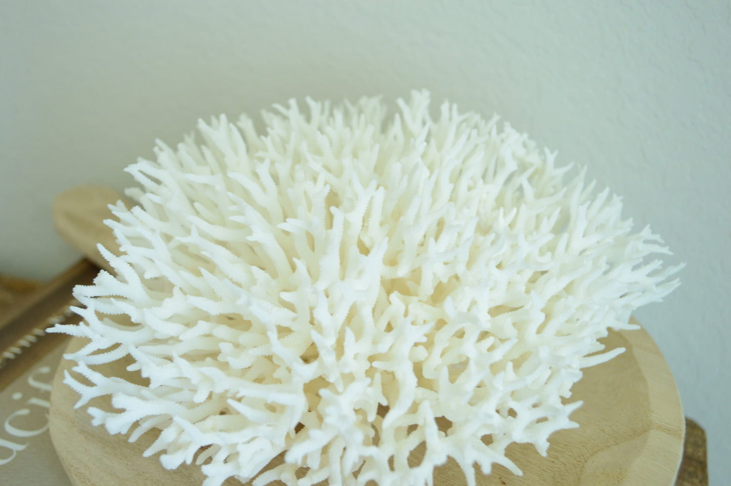 BIRDSNEST Coral White *All Sizes* Authentic Natural Real Sea Fossil Coastal Décor