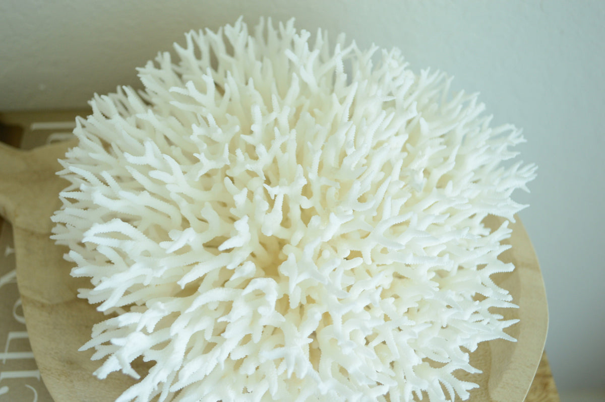 BIRDSNEST Coral White *All Sizes* Authentic Natural Real Sea Fossil Coastal Décor