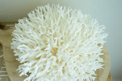 BIRDSNEST Coral White *All Sizes* Authentic Natural Real Sea Fossil Coastal Décor