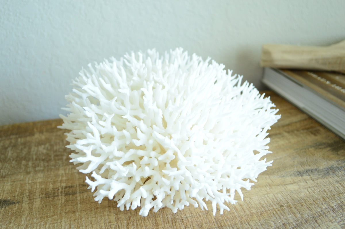 BIRDSNEST Coral White *All Sizes* Authentic Natural Real Sea Fossil Coastal Décor