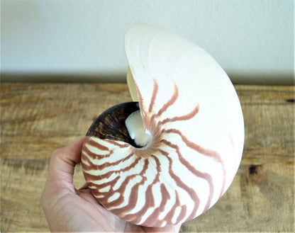 STRIPED CHAMBERED NAUTILUS *All Sizes* Natural Brown White Tiger Stripe Display Seashell Coastal Beach House Décor