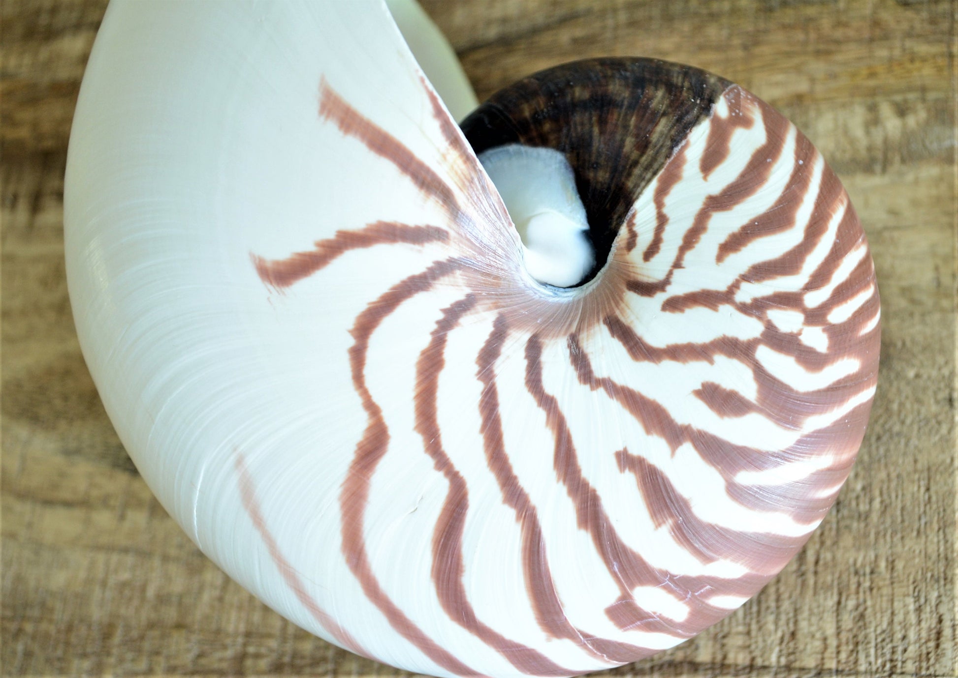 STRIPED CHAMBERED NAUTILUS *All Sizes* Natural Brown White Tiger Stripe Display Seashell Coastal Beach House Décor