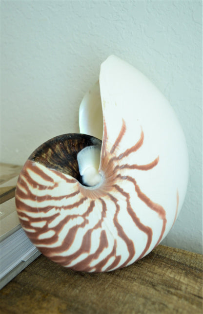 STRIPED CHAMBERED NAUTILUS *All Sizes* Natural Brown White Tiger Stripe Display Seashell Coastal Beach House Décor