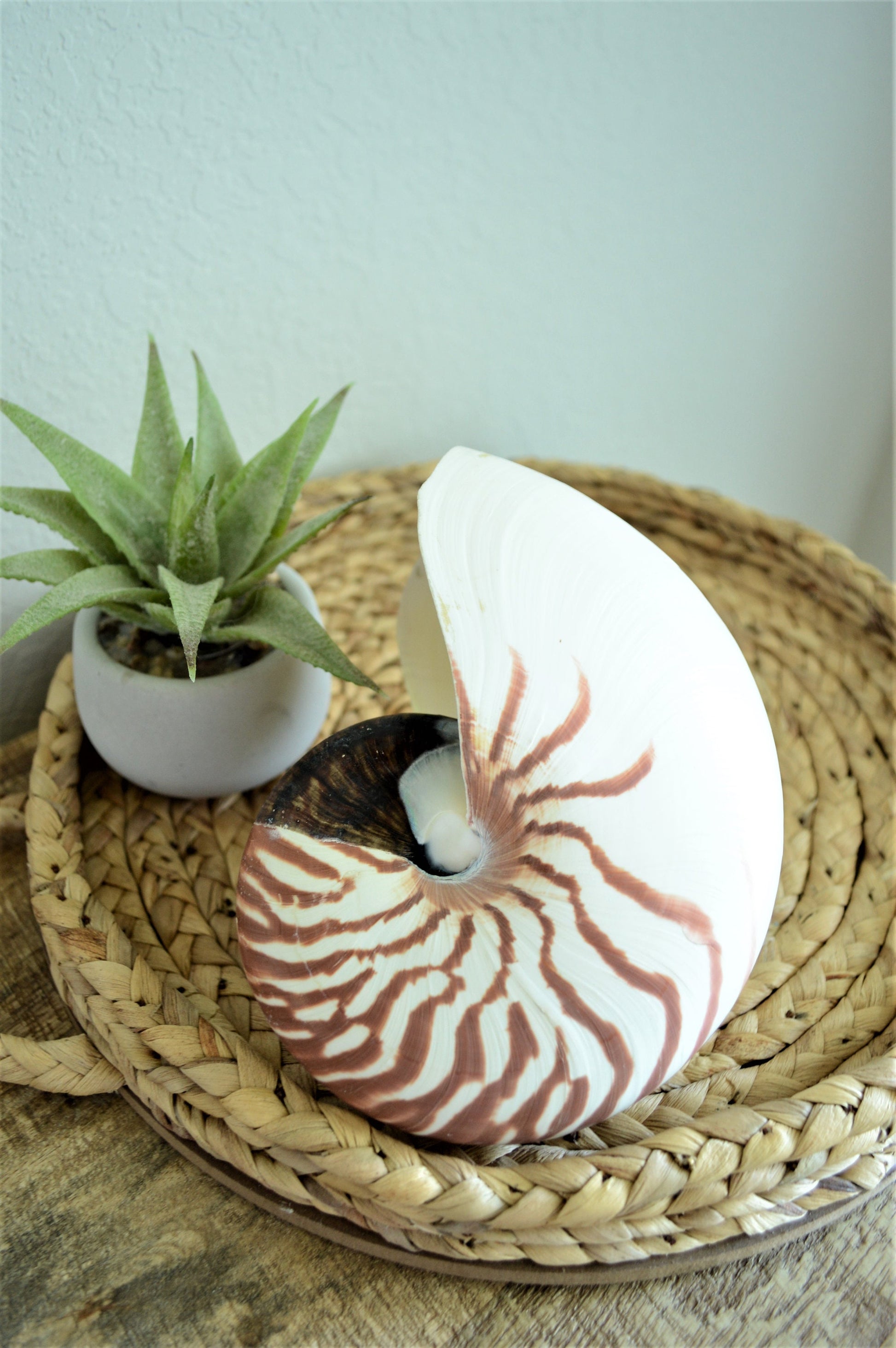 STRIPED CHAMBERED NAUTILUS *All Sizes* Natural Brown White Tiger Stripe Display Seashell Coastal Beach House Décor