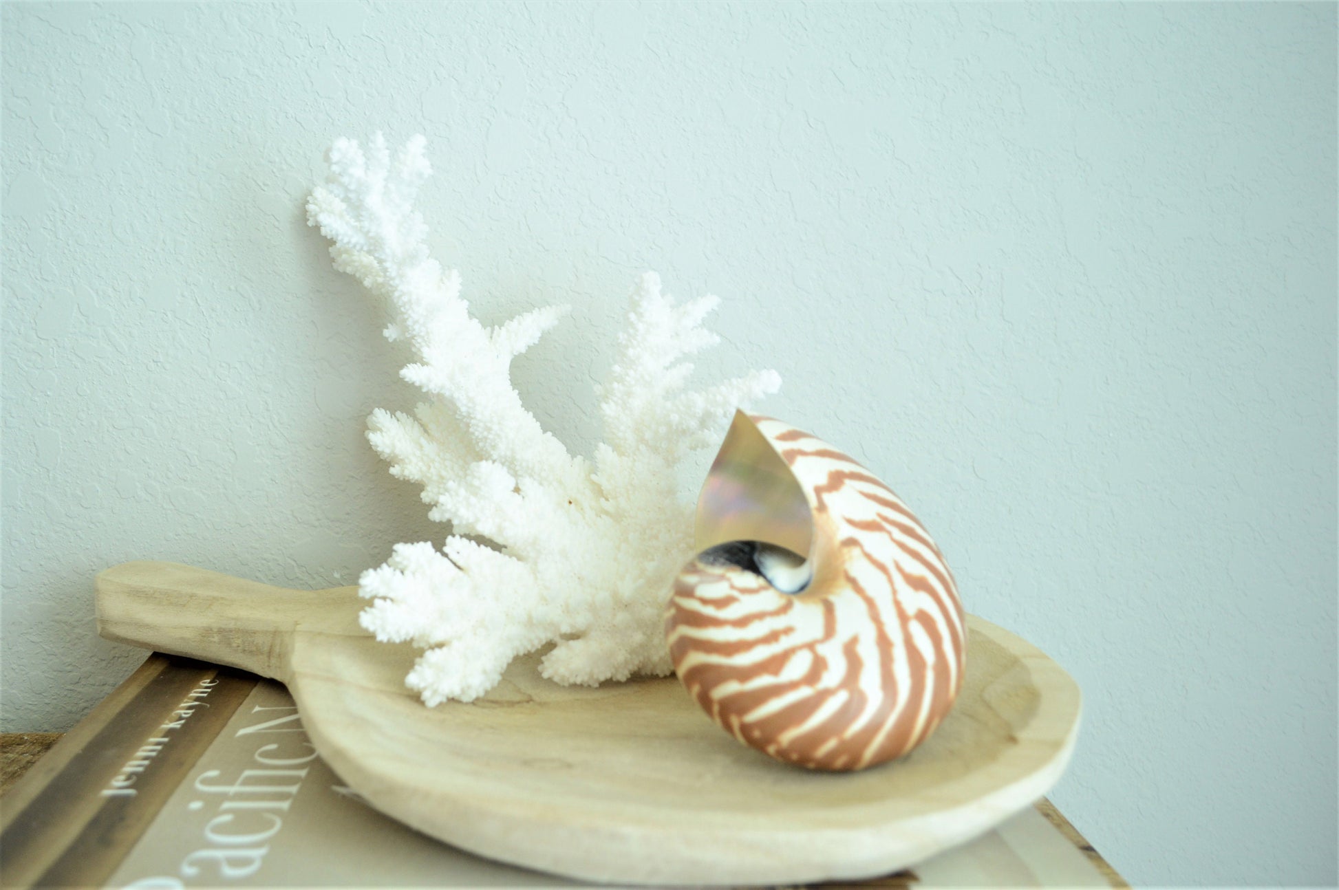 STRIPED CHAMBERED NAUTILUS *All Sizes* Natural Brown White Tiger Stripe Display Seashell Coastal Beach House Décor