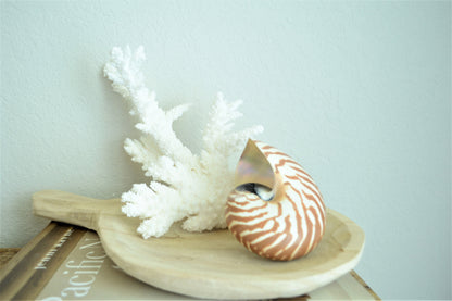 STRIPED CHAMBERED NAUTILUS *All Sizes* Natural Brown White Tiger Stripe Display Seashell Coastal Beach House Décor