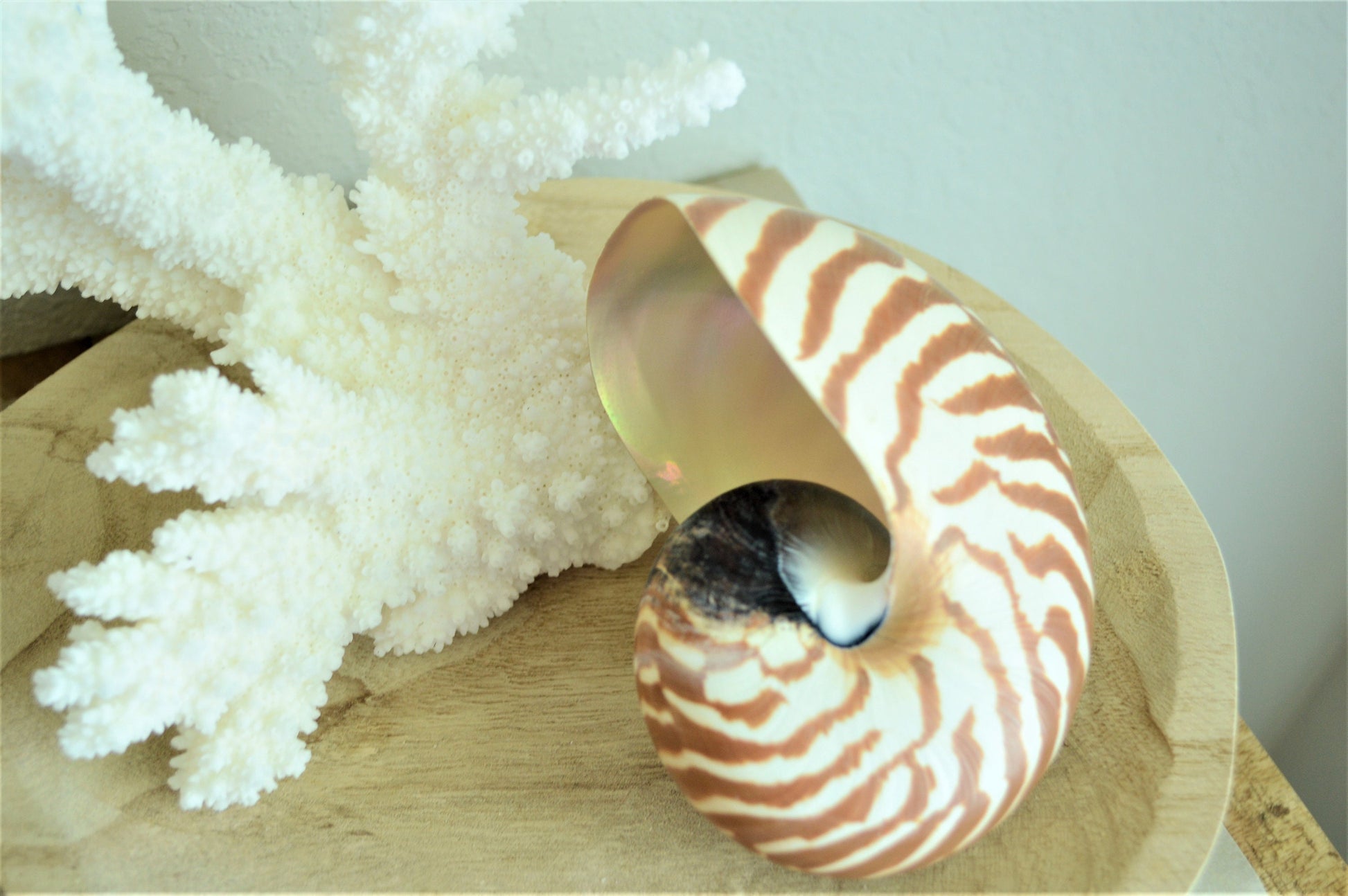 STRIPED CHAMBERED NAUTILUS *All Sizes* Natural Brown White Tiger Stripe Display Seashell Coastal Beach House Décor