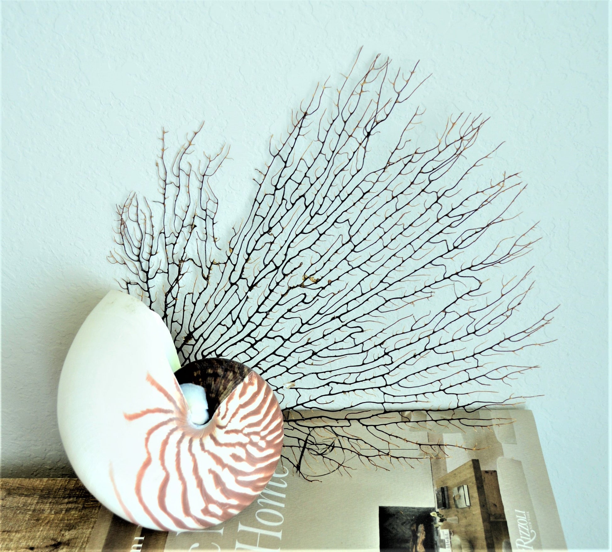 STRIPED CHAMBERED NAUTILUS *All Sizes* Natural Brown White Tiger Stripe Display Seashell Coastal Beach House Décor