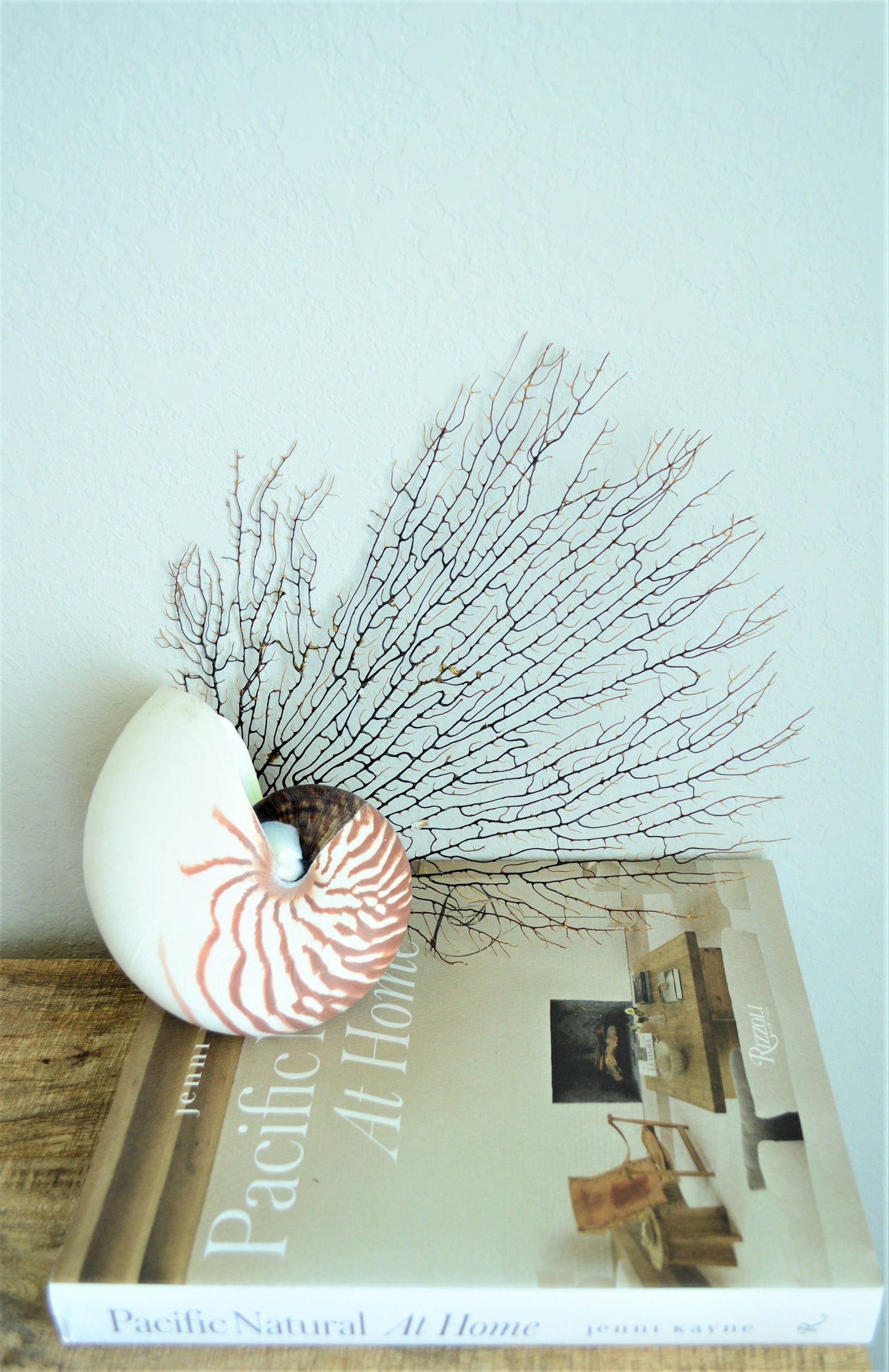 STRIPED CHAMBERED NAUTILUS *All Sizes* Natural Brown White Tiger Stripe Display Seashell Coastal Beach House Décor