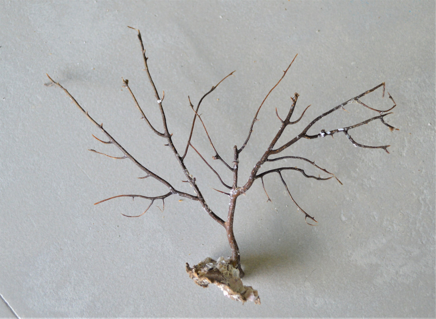 Dried Sea Whip Branches 4-12" *You Choose Quantity* Ocean Reef Décor Crafts