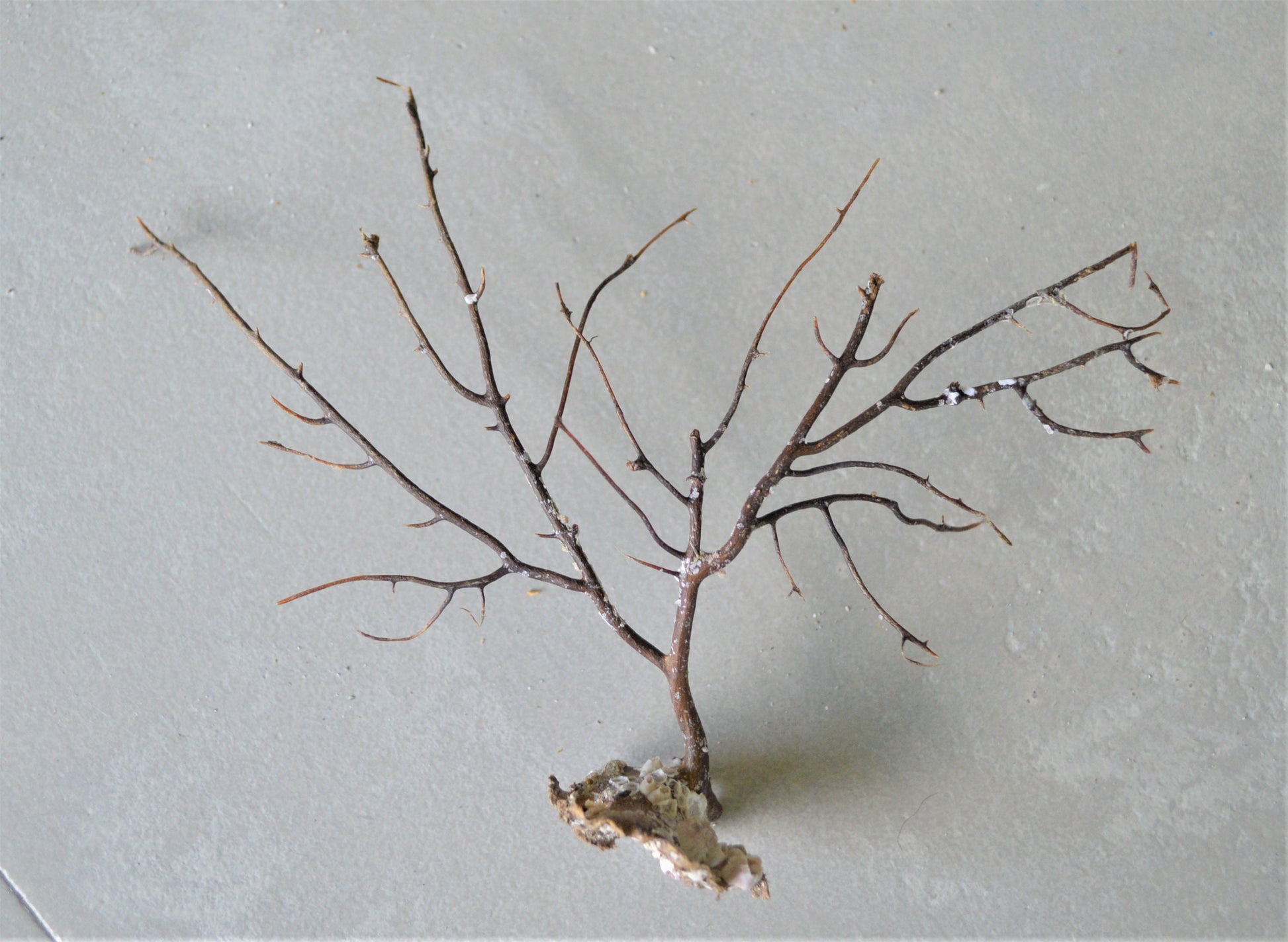 Dried Sea Whip Branches 4-12" *You Choose Quantity* Ocean Reef Décor Crafts