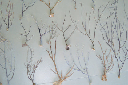 Dried Sea Whip Branches 4-12" *You Choose Quantity* Ocean Reef Décor Crafts