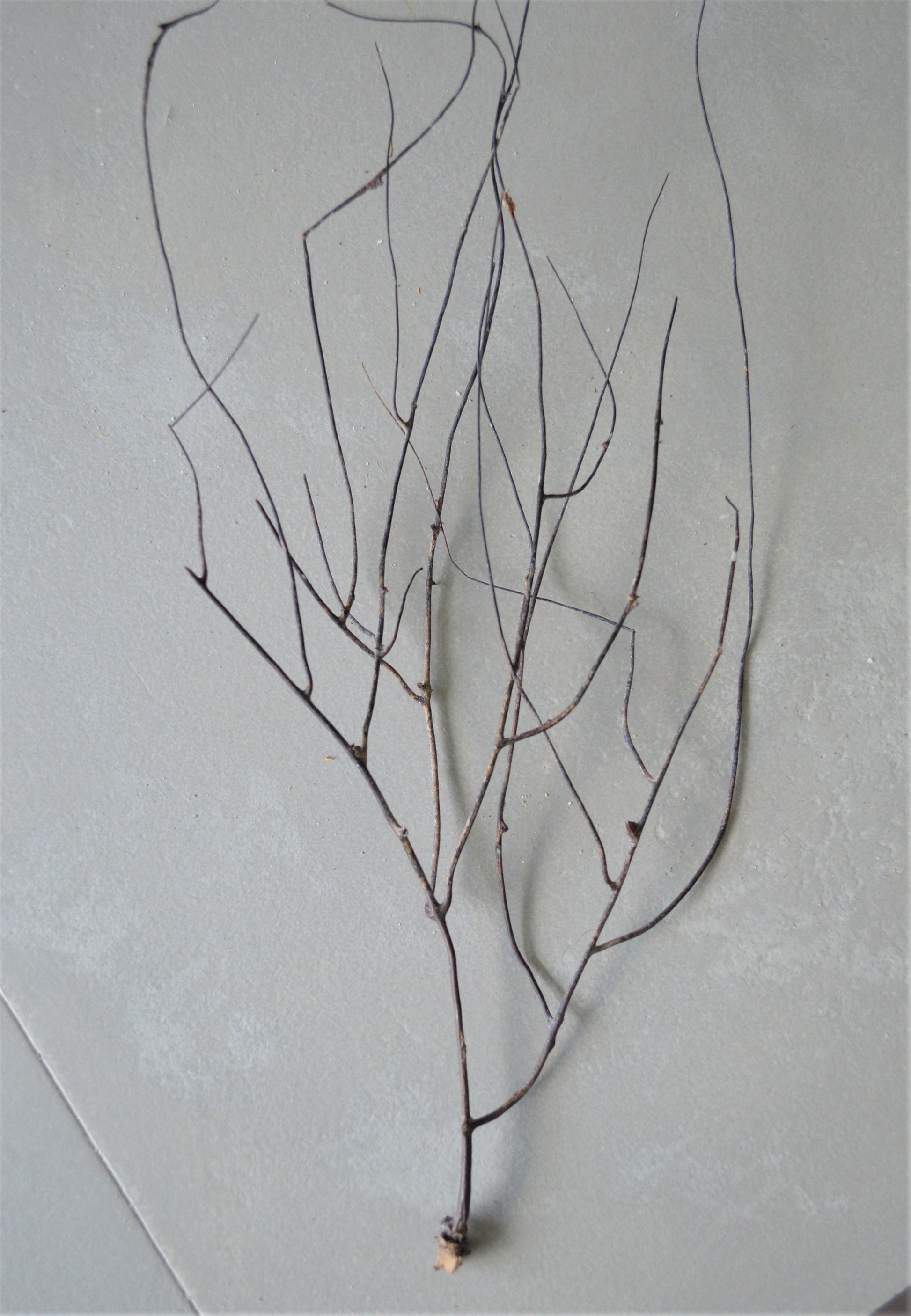 Dried Sea Whip Branches 4-12" *You Choose Quantity* Ocean Reef Décor Crafts