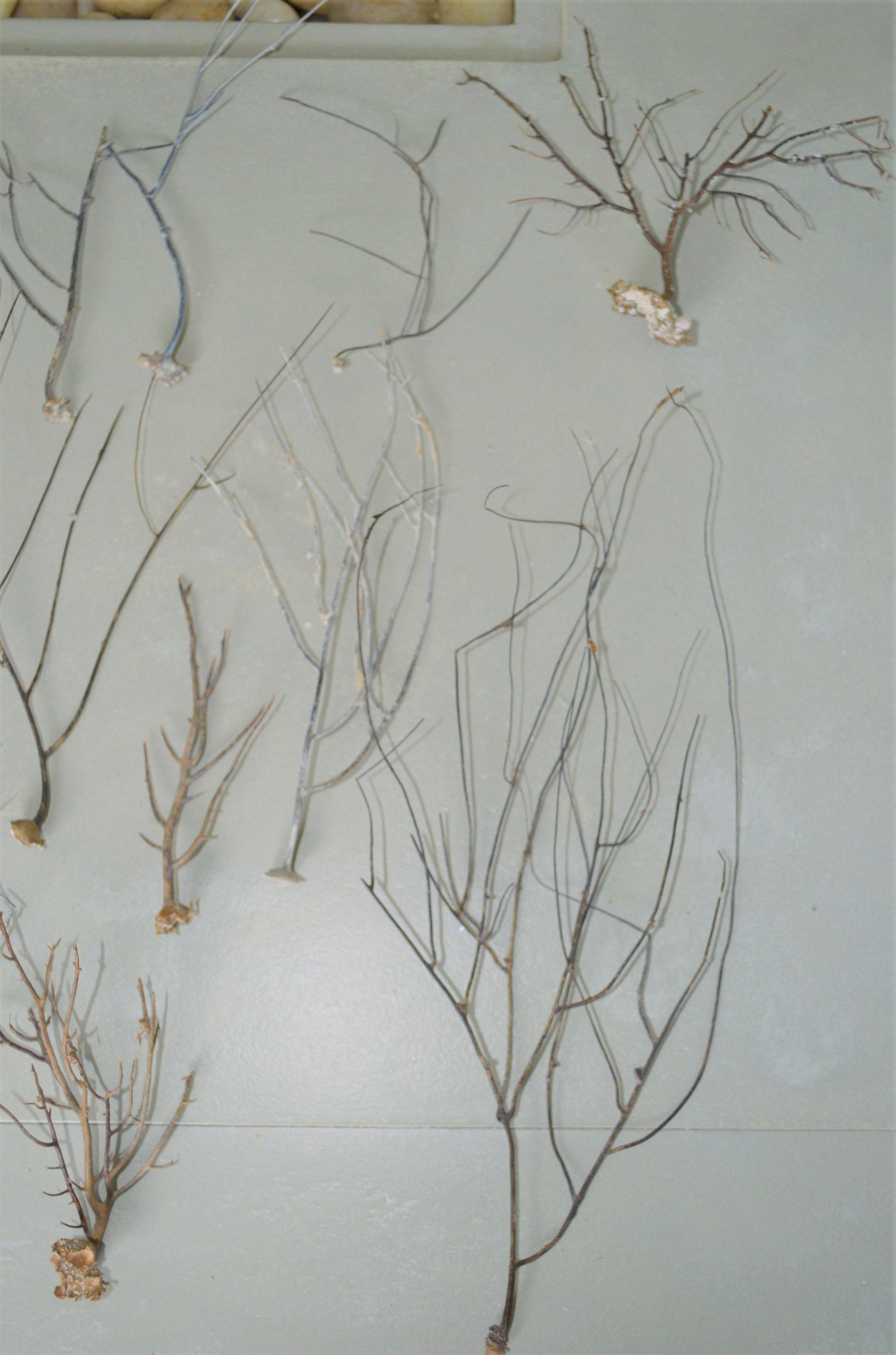 Dried Sea Whip Branches 4-12" *You Choose Quantity* Ocean Reef Décor Crafts