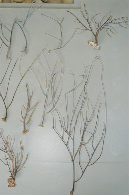 Dried Sea Whip Branches 4-12" *You Choose Quantity* Ocean Reef Décor Crafts