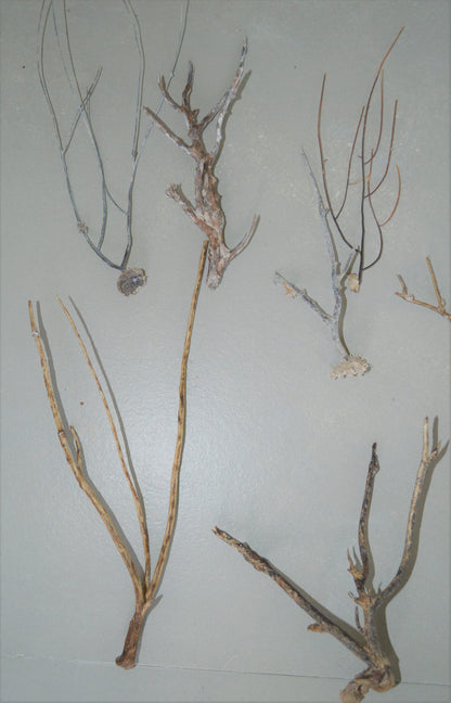 Genuine SANIBEL FLORIDA Sea Branches & Whips Natural Dried Ocean Reef Beach Coastal Décor Display Crafts