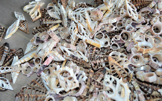 Sliced Seashells: 1.5-3” Mixed Types Conchs, Spindles, Strombus and more...