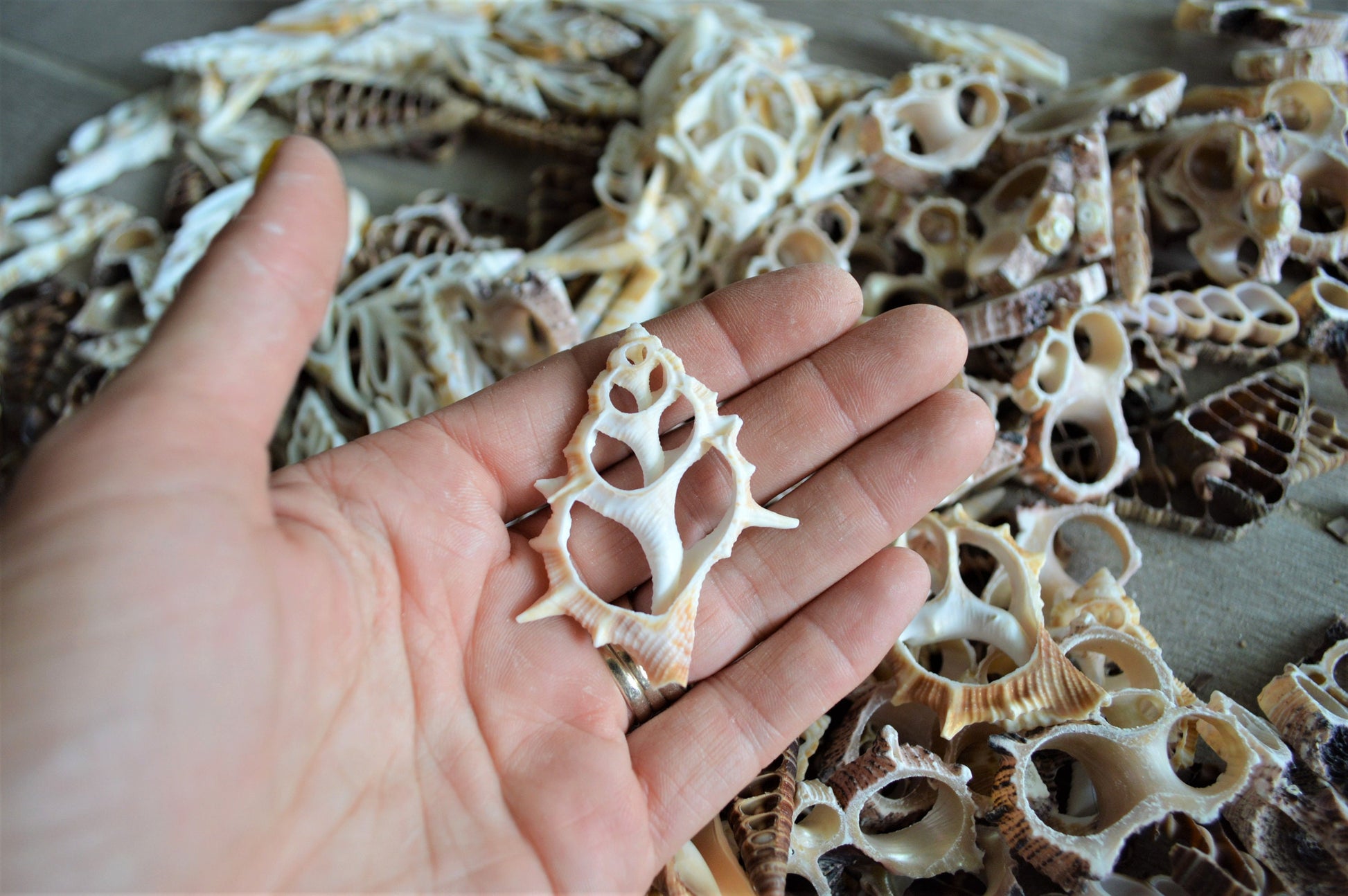 Sliced Seashells: 1.5-3” Mixed Types Conchs, Spindles, Strombus and more...