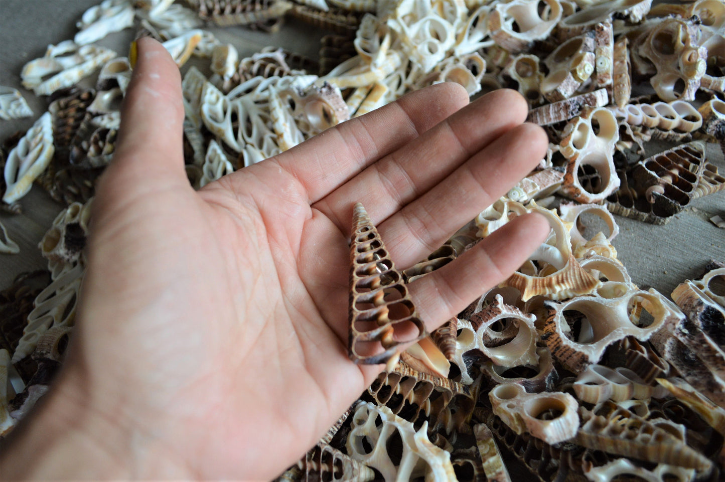 Sliced Seashells: 1.5-3” Mixed Types Conchs, Spindles, Strombus and more...